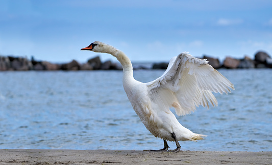 Mute swan (Cygnus olor) in side view standing upright with backwards spreading wings in the sand by the water - Usedom, Baltic Sea, Germany