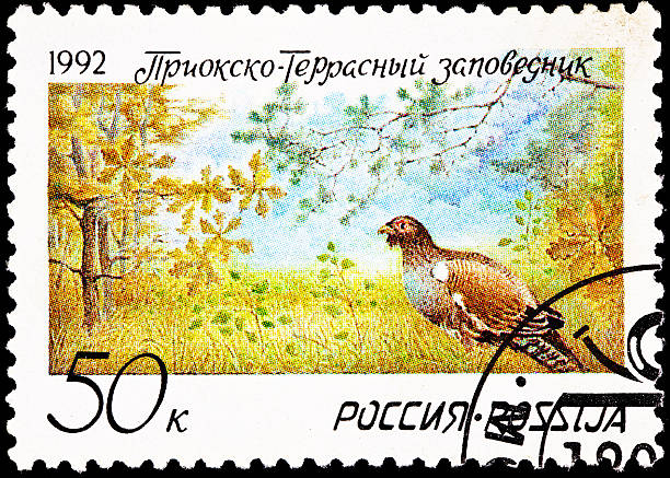 istock Pheasant Prioksko-Terrasny Nature Reserve 177130003