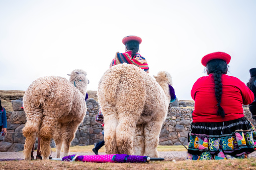 Cusco, Peru - October 13, 2018: White lamas near women in national clothes in Sacsayhuaman, back view