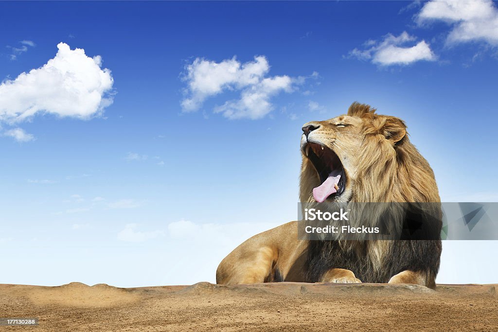 roaring león - Foto de stock de Rugido libre de derechos