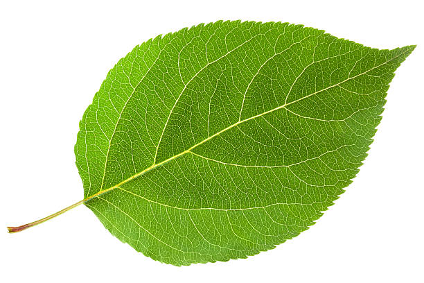 green leaf - leafes stock-fotos und bilder