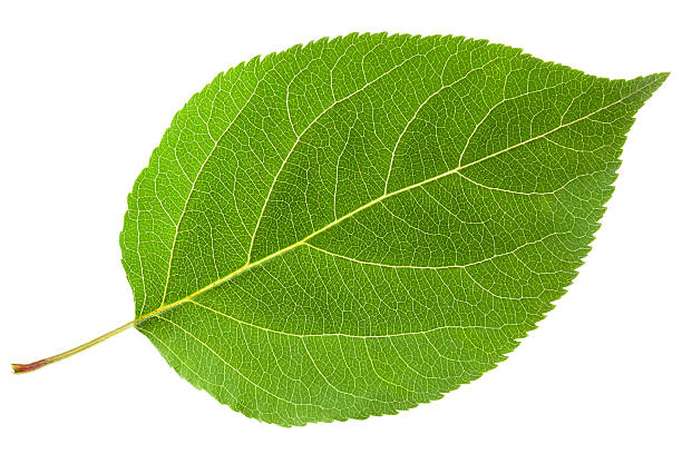 Green leaf Green leaf. Isolated on a white. leaf vein photos stock pictures, royalty-free photos & images