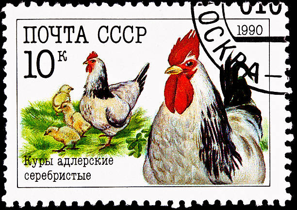 istock Chickens Rooster Hen Chicks Russian 177130505