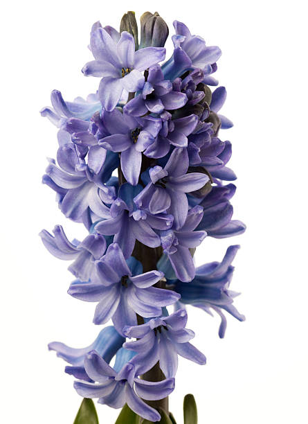 istock Blossoming hyacint flower isolated on white 177130675