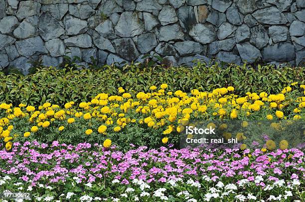 Sfondo Fiori - Fotografie stock e altre immagini di Ambientazione esterna - Ambientazione esterna, Ambientazione tranquilla, Campo