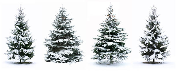 クリスマスクリスマスツリー - fir tree coniferous tree needle tree ストックフォトと画像