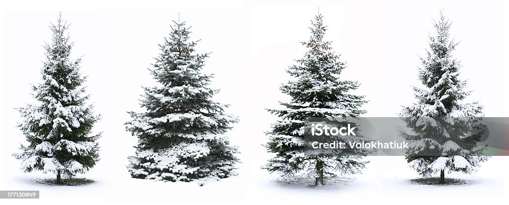 Christmas tree Christmas Tree - Isolated over White background Snow Stock Photo