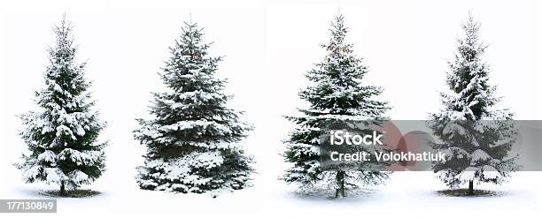 Christmas Tree Stock Photo - Download Image Now - Snow, Christmas Tree, Tree