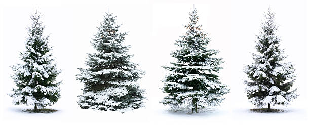 árvore de natal - snow tree imagens e fotografias de stock