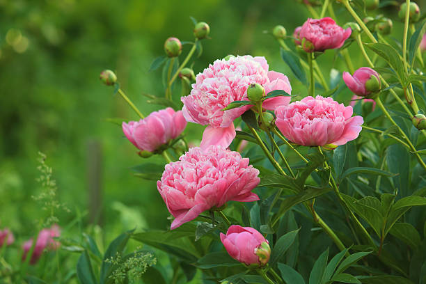 Close-up of pink peonies in open field European peony, or Common peony (Paeonia officinalis) peonies stock pictures, royalty-free photos & images