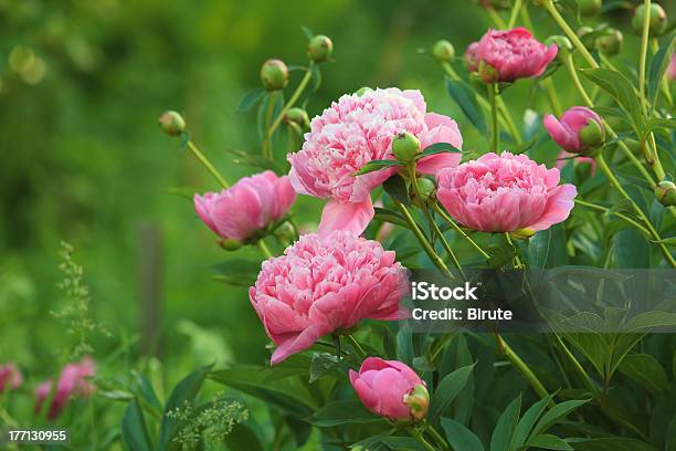 Closeup Of Pink Peonies In Open Field Stock Photo - Download Image Now - Peony, Flower, Plant