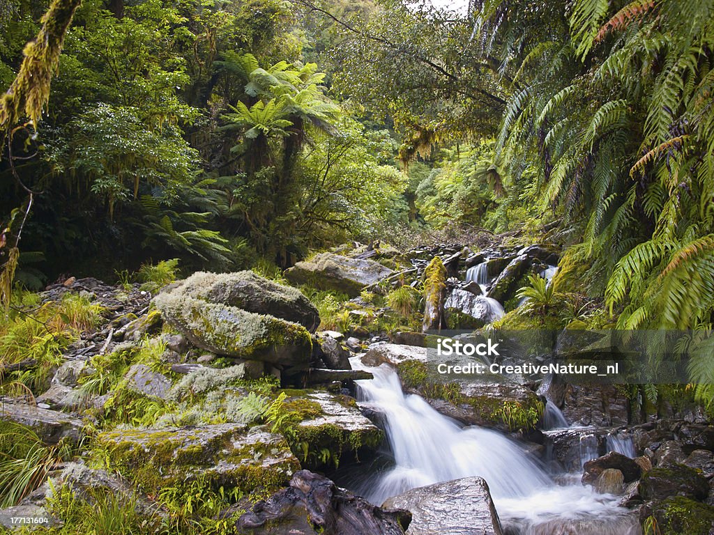 Las deszczowy creek - Zbiór zdjęć royalty-free (Bez ludzi)