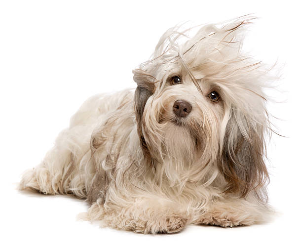 istock Cute chocolate Havanese dog in wind 177131894