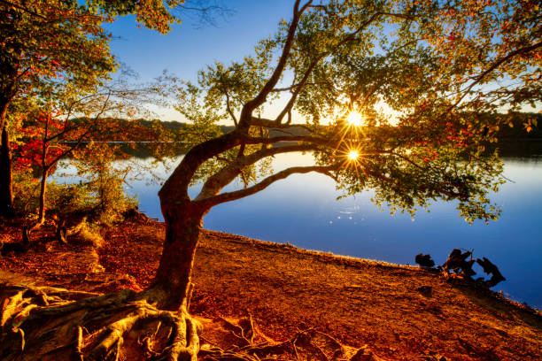 Bent Tree Autumn Sunset stock photo