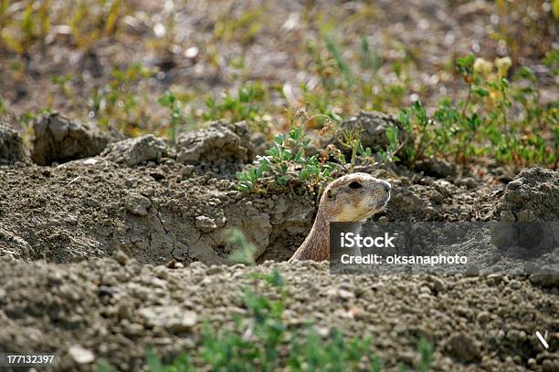 Foto de Cão Da Pradaria e mais fotos de stock de Animal - Animal, Animal selvagem, Bigode de animal