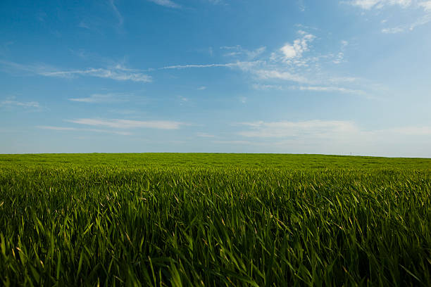 istock Field of wheat 177132459