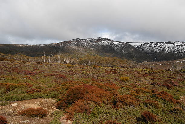 istock Mt Field National Park 177132505