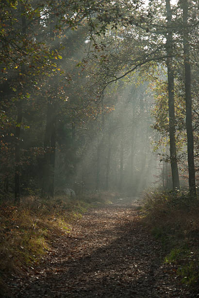 istock Morning walk in the forrest 2 177132517