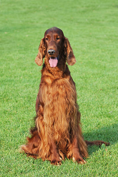 istock Irish setter dog portrait 177132614