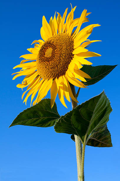 girasole - sunflower isolated single flower tall foto e immagini stock