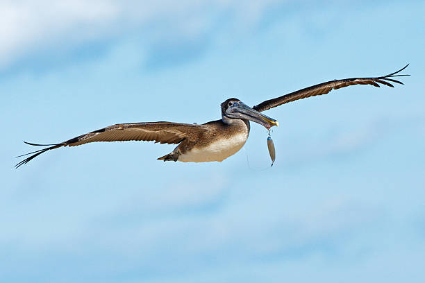 Brown Pelican with bite stuck in the beak Brown Pelican with the fishing bite stuck in the beak brown pelican stock pictures, royalty-free photos & images