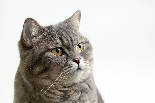 istock British Shorthair Cat Close-up 177133338