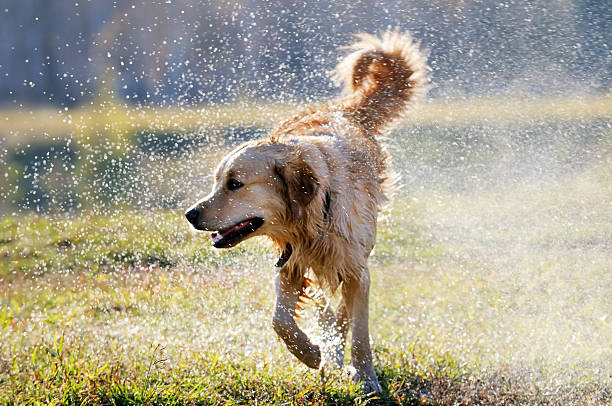 istock Wet Golden retriever dog 177133374