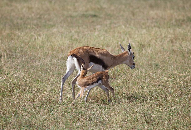 istock Thomsons gazelle with fawn 177133525