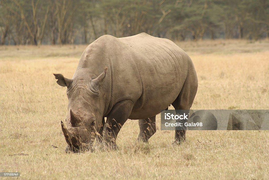 Rinoceronte-branco Três quarter view - Foto de stock de Animais de Safári royalty-free