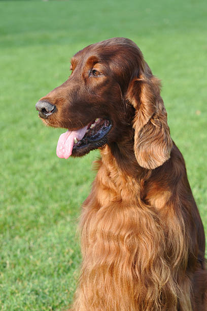 istock Irish setter dog portrait 177133834