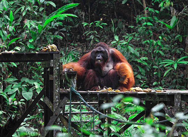 istock big male of orangutan 177133873