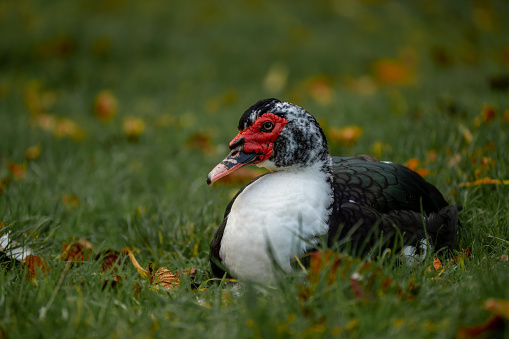 Portrait of a black and white Muscovy duck lying down in the grass with autumn leaves.