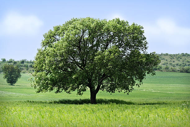 Tree in a wheat field stock photo