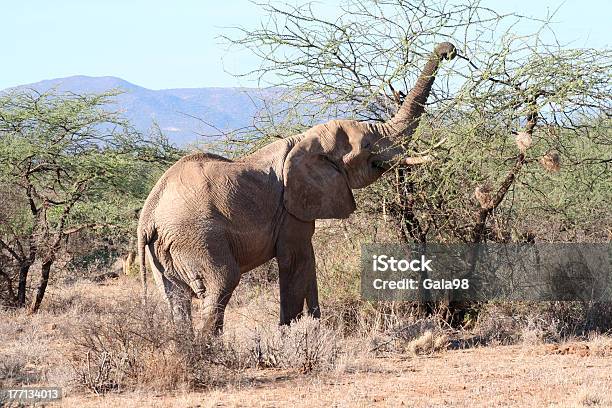 Foto de Moloch Refeição e mais fotos de stock de Animal selvagem - Animal selvagem, Antigo, Comer