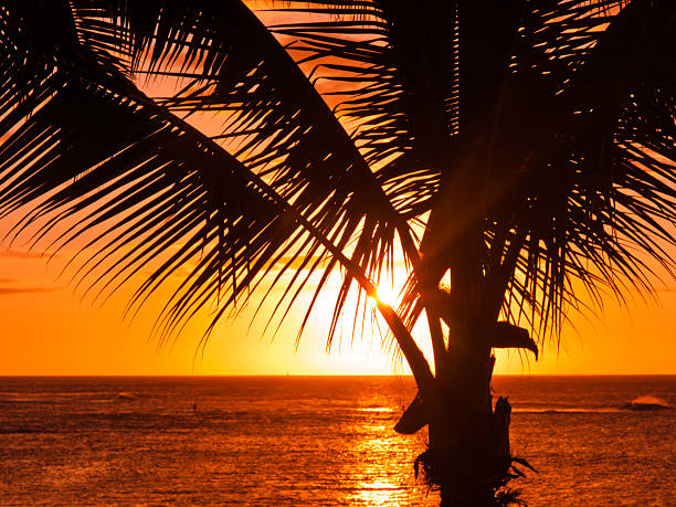 Sunset through palm tree in beautiful Hawaii stock photo