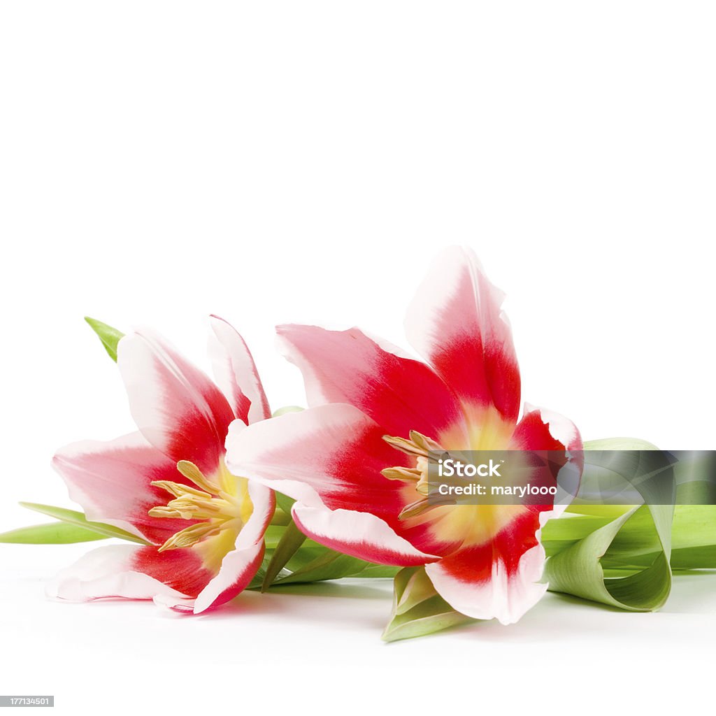 розовые тюльпаны - Стоковые фото Без людей роялти-фри