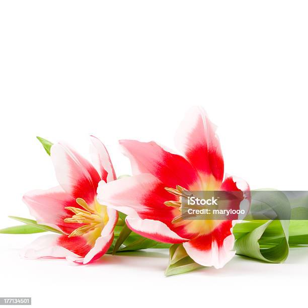 Розовые Тюльпаны — стоковые фотографии и другие картинки Без людей - Без людей, Белый, Ботаника