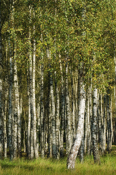 birch forest stock photo