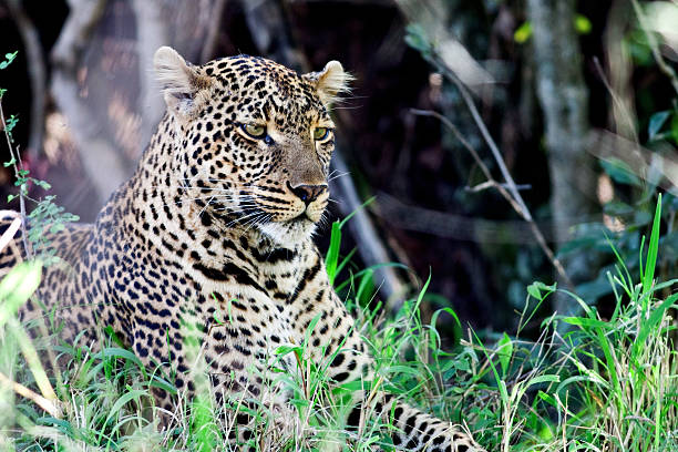 istock Leopard in the Maasai Mara National Park, Kenya 177134661