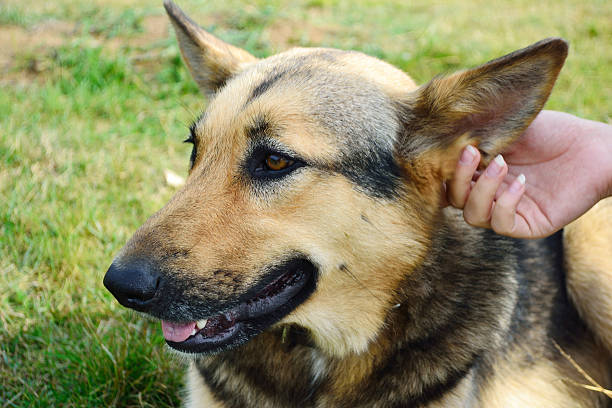 istock Portrait of a cute dog 177134673