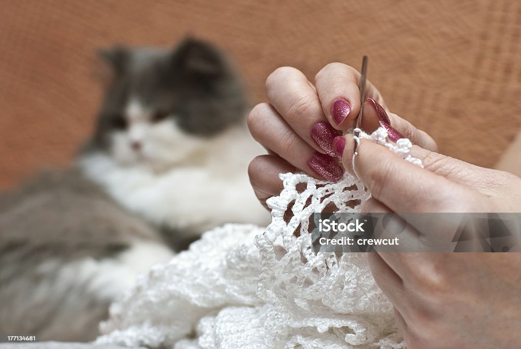 Home hobby The women's hands with knitting and cat Knitting Stock Photo