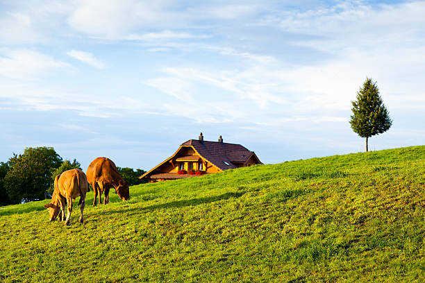 Swiss Farm in Kriens Countryside