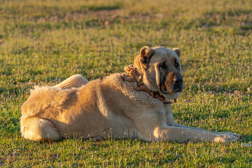 Large sheepdog lying in the grass in Turkey