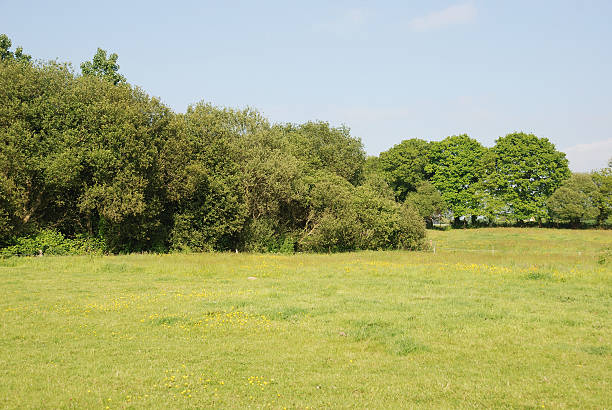 istock Green grass meadow woody hedgerow 177135278