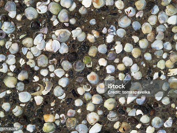 Photo libre de droit de Vestes Non Isolées banque d'images et plus d'images libres de droit de Bleu - Bleu, Calcification, Coquillage