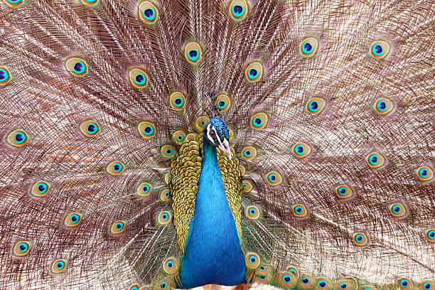 male peacock stock photo