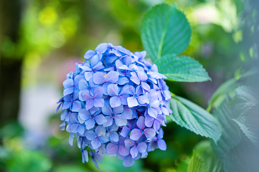 Hydrangea flower, Hydrangea macrophylla, or Hortensia flower with green stem and foliage blooming in spring and summer in garden