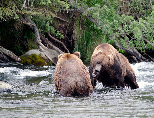 istock Two large Alaskan brown bears fighting in the water 177136016