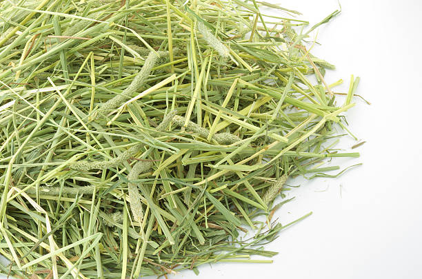 istock Pile of timothy 177136028