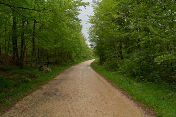 istock Forest road, inside the lush green forest, natural dirt road 1771360670